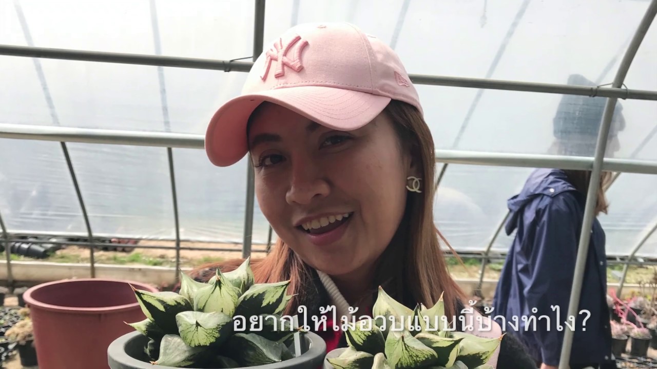 Haworthia Thailand by Mikisans