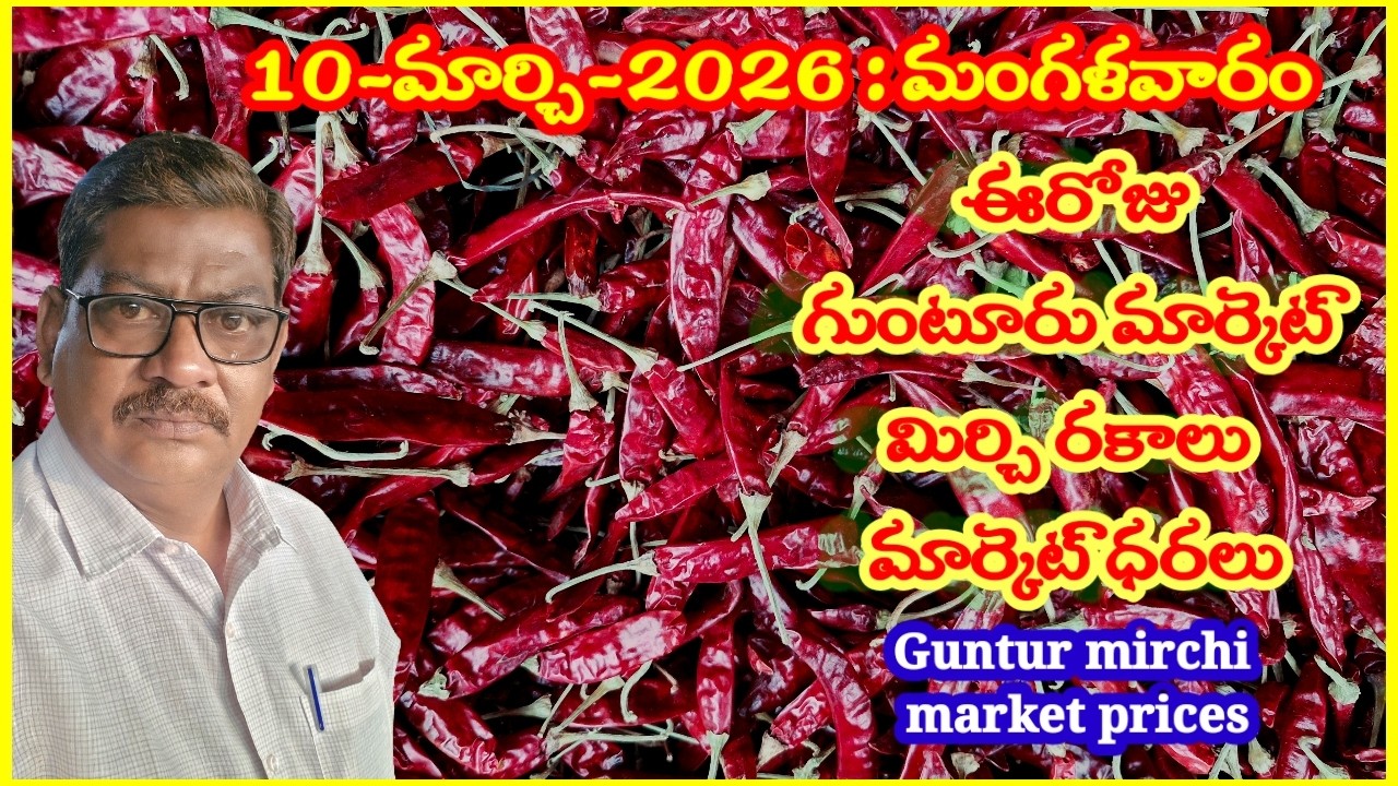 10-MARCH-2026 GUNTUR MARKET MIRCHI RATES|గుంటూరు మిర్చి మార్కెట్ ధరలు|गुंटूर मार्केट मिर्च के रेट