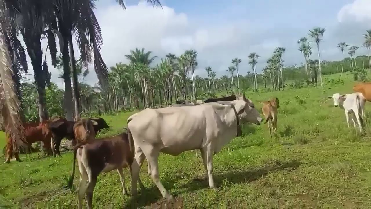 (VENDIDA) PROPRIEDADE DE 35 HECTARES NO CARDOSO LUZILANDIA PIAUÍ
