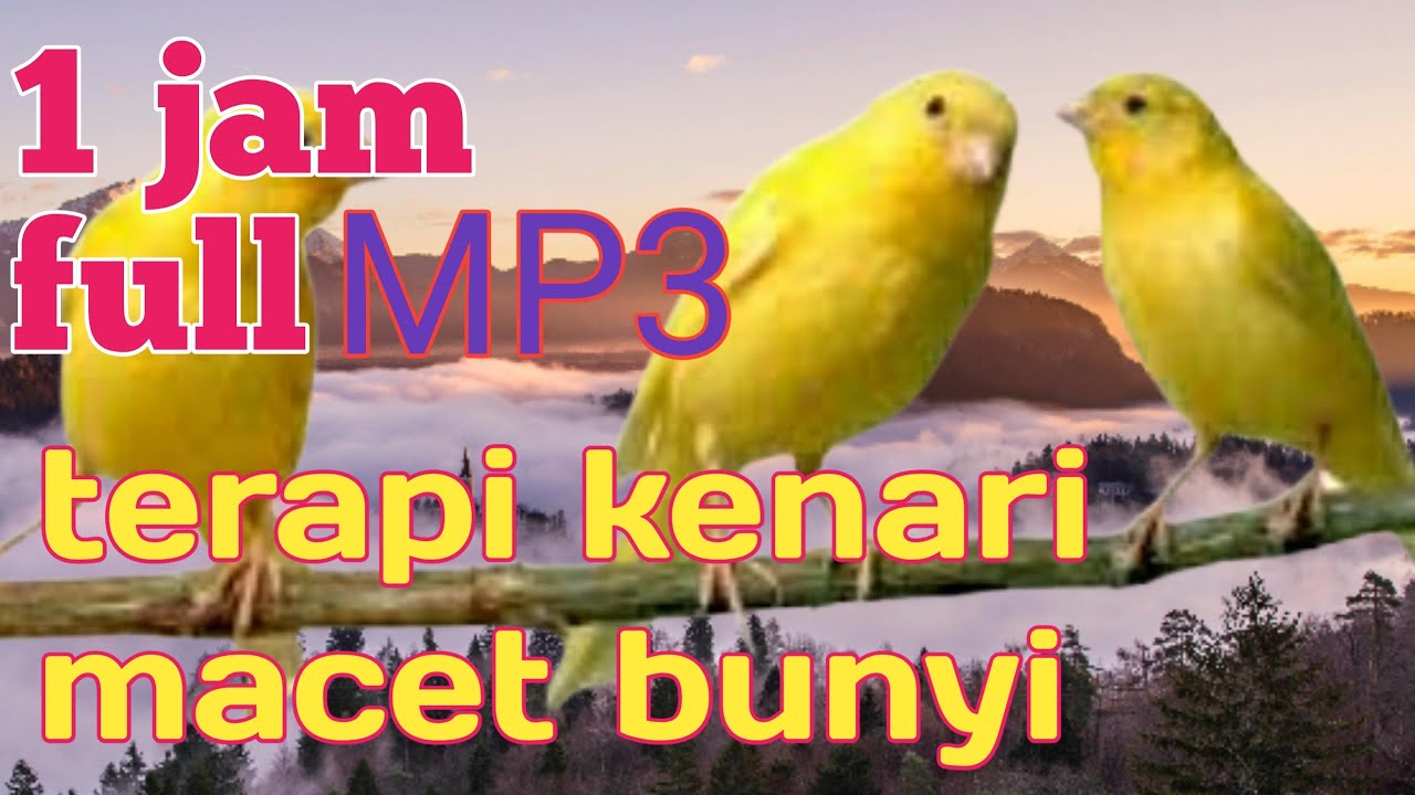 Terapi kenari macet bunyi full 1jam mp3