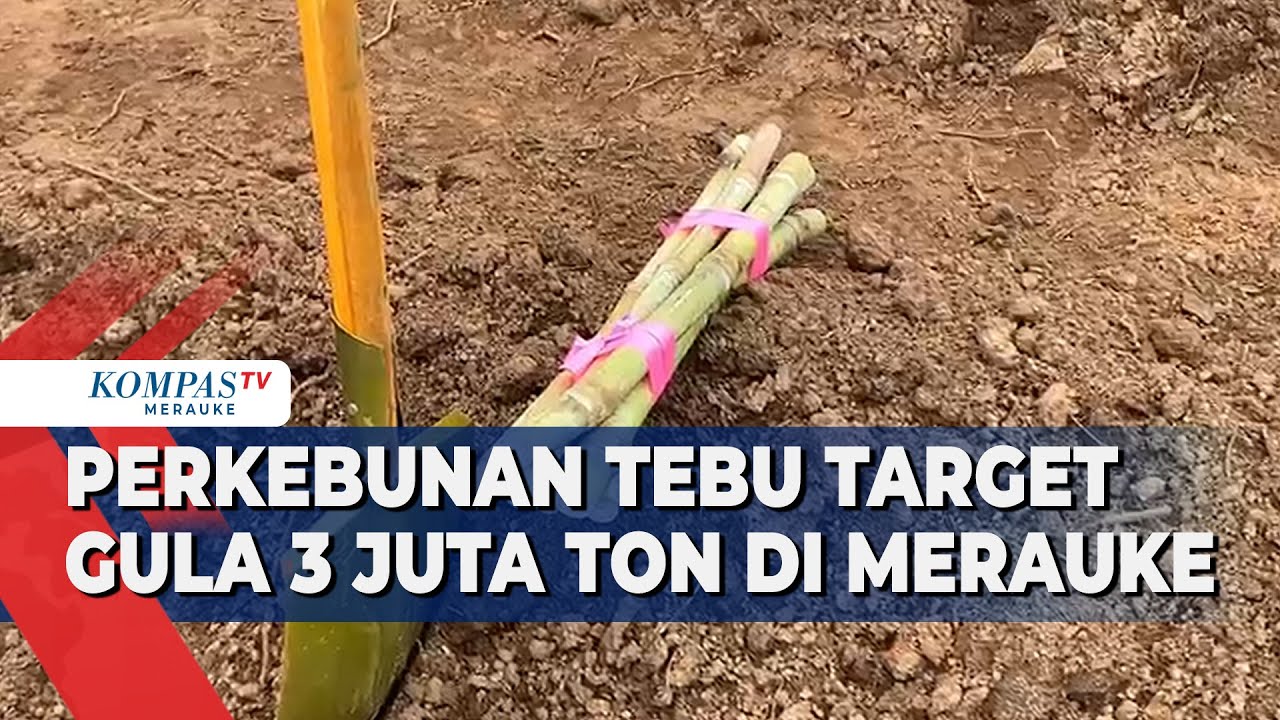 Perkebunan Tebu Target Gula 3 Juta Ton di Merauke