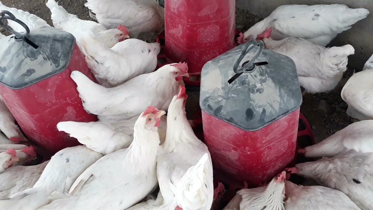 Verim %65'e ulaştı.🐓🙏 #gezentavukçifrliği#organikyumurta#lohmansandy#lohmansandyyarka#yumurtatoplama