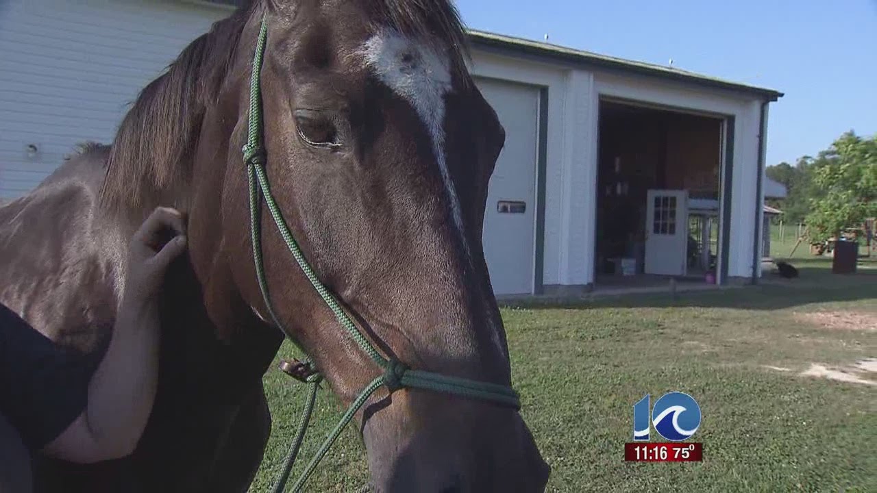 Missing horse found