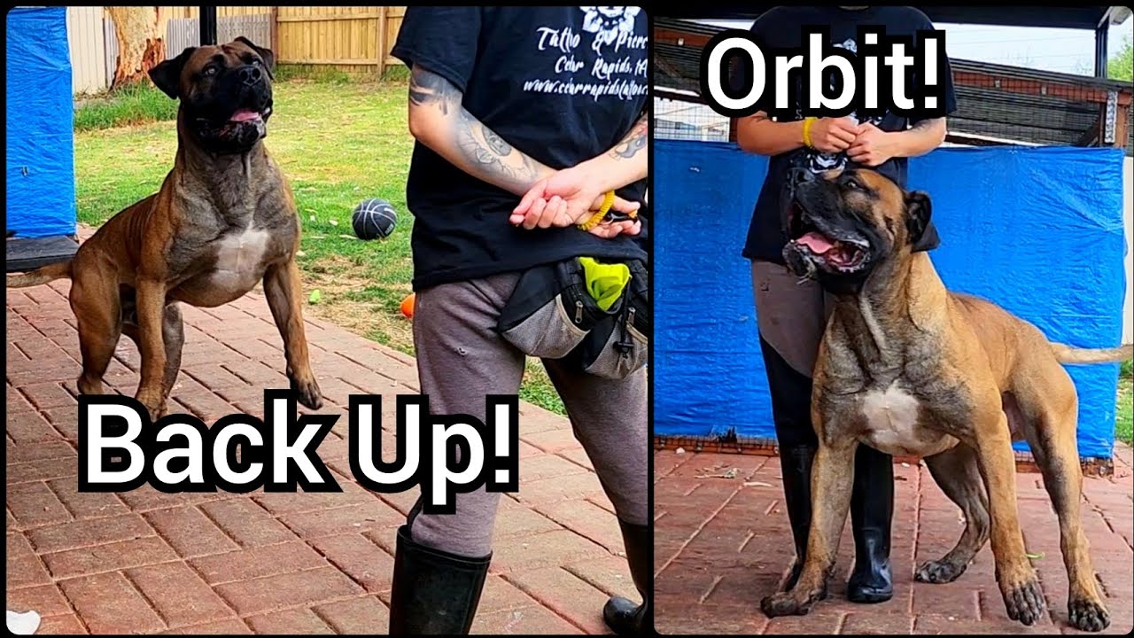 Trick Train 'Back Up' and 'Orbit' (reverse circle) without Luring or Body Pressure!