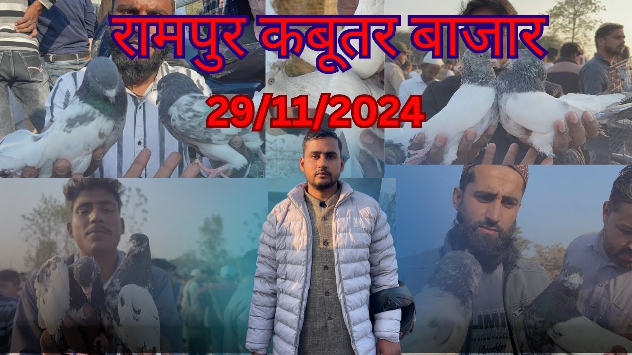 रामपुर कबूतर बाजार Rampur kabootar bajar 29/11/2024