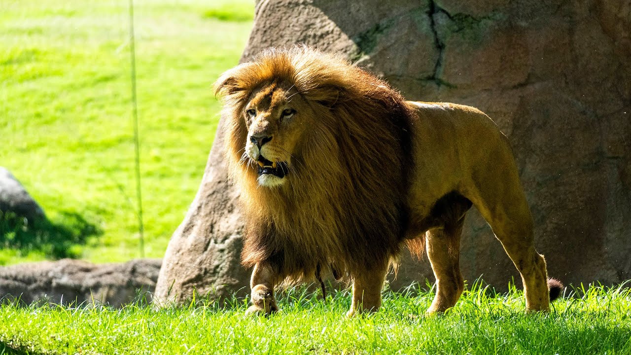 La magia de “Mufasa: El Rey León” cobra vida en BIOPARC Valencia 🦁