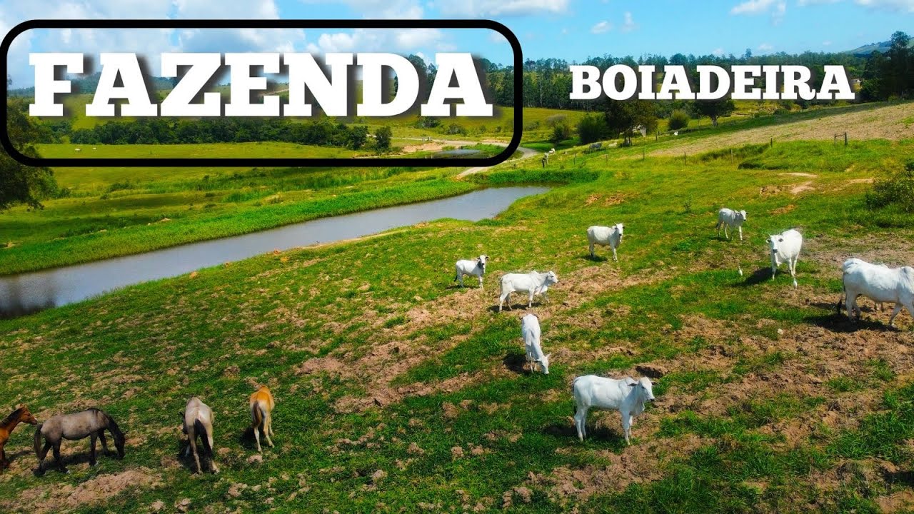 FAZENDA BOIADEIRA NO PARANÁ 140 ALQUEIRES PECUARIA E SILAGEM R$27m