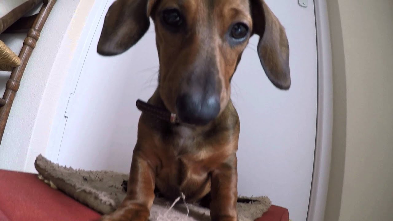 Teckels Kees & Toet 11-02-2016 GoPro HERO4