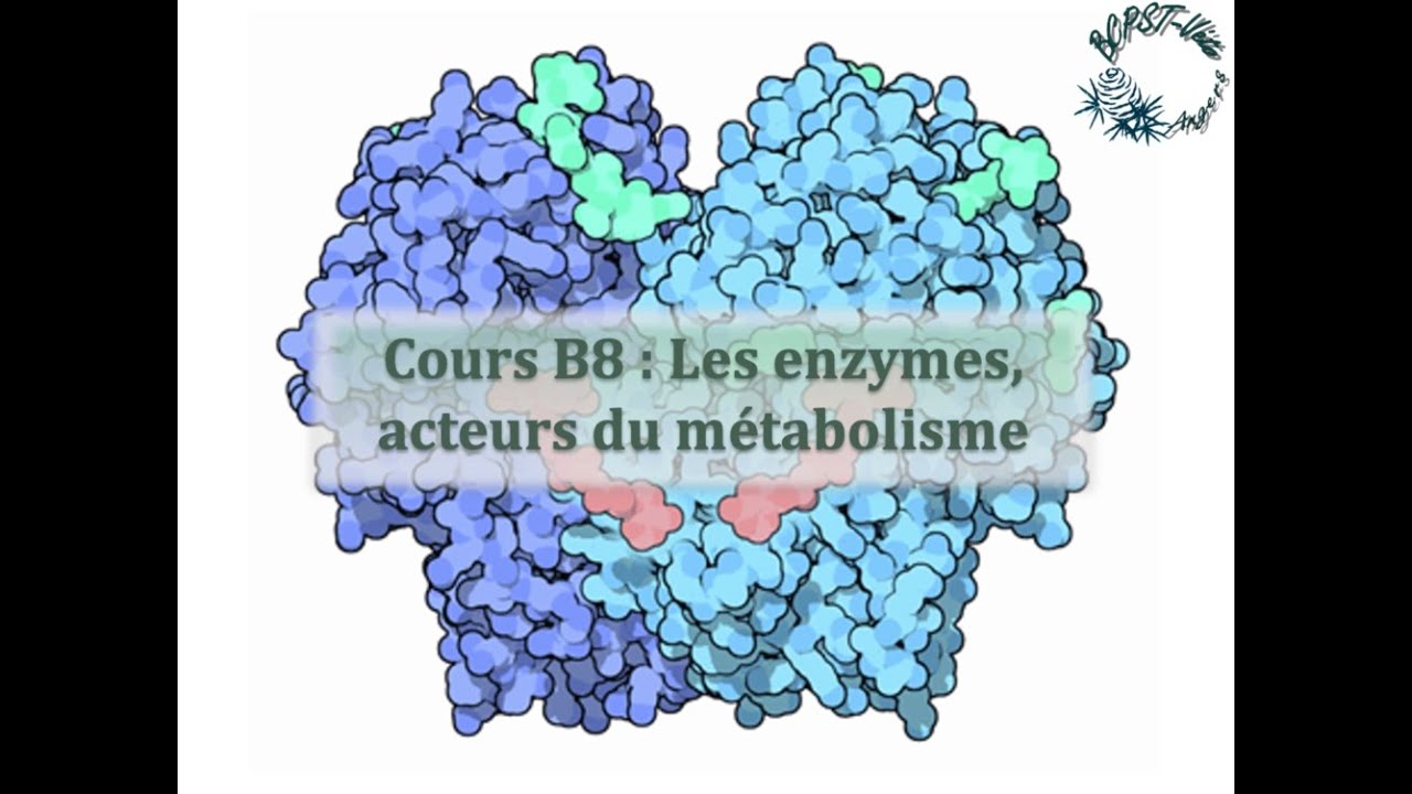 Cours B8 : Les Enzymes