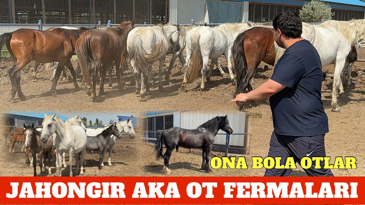 JAHONGIR AKA 1000 TALIK OT FERMASI ONA BOLA BIYALAR SOTILADI OPTOM NARXDA