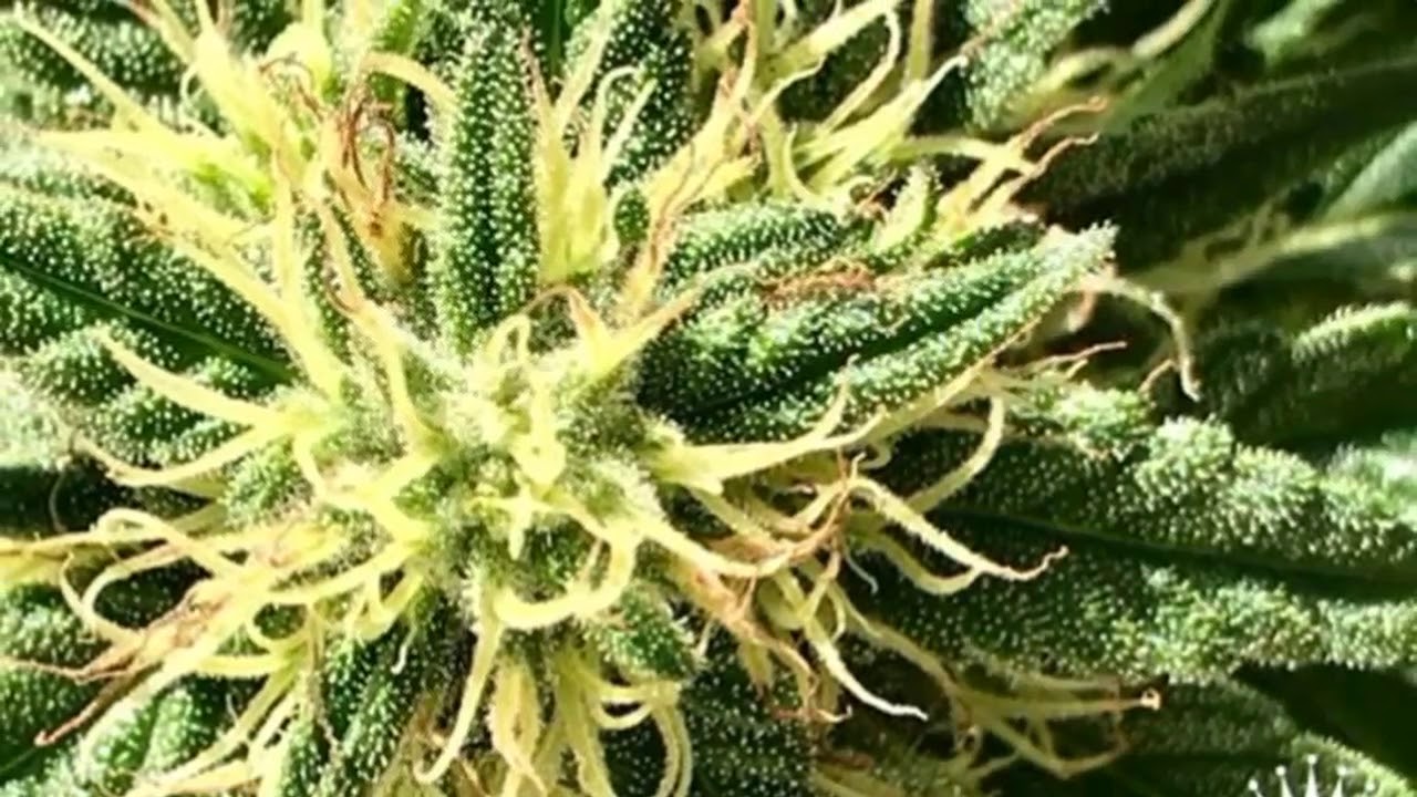 MARIJANES STRAINS - SUPER LEMON HAZE