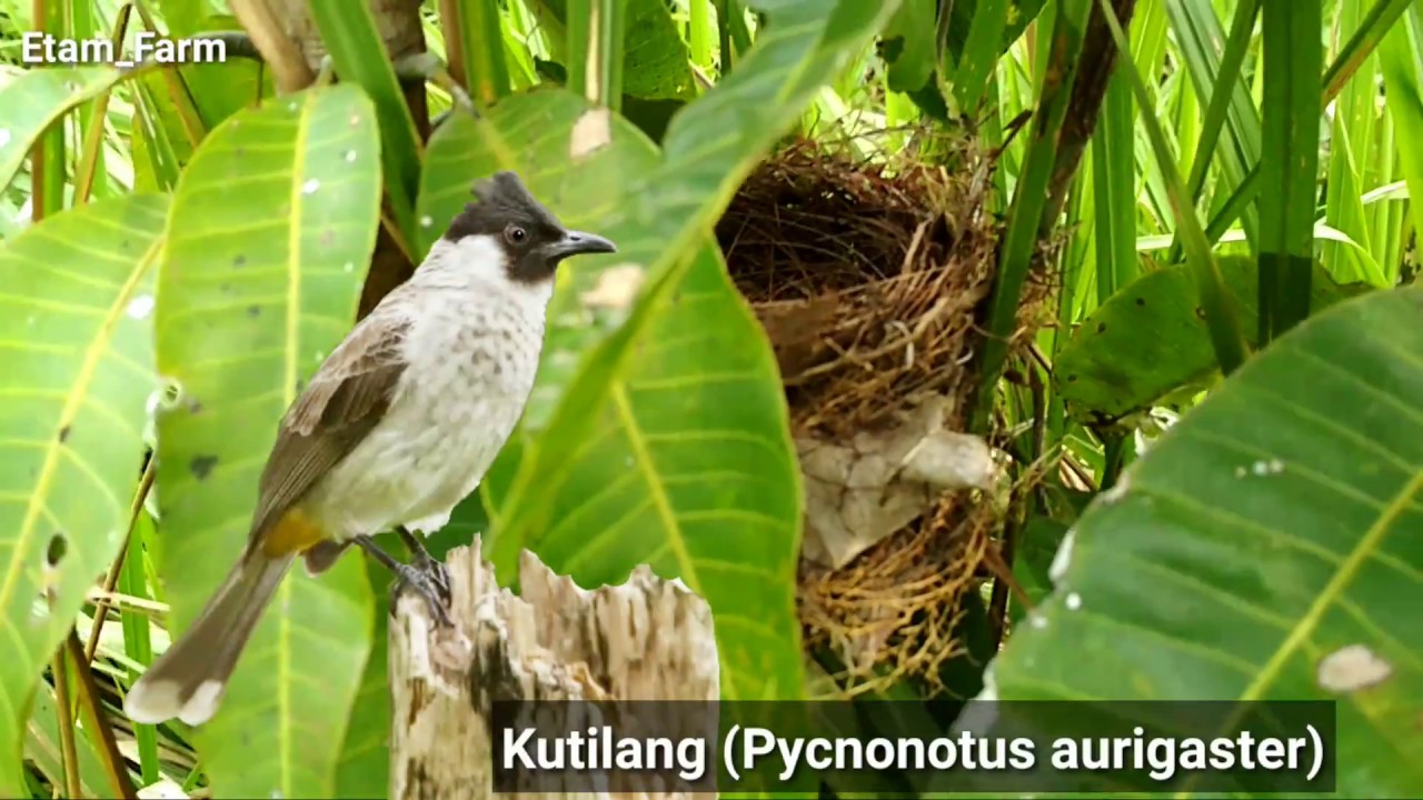 Melihat sarang burung