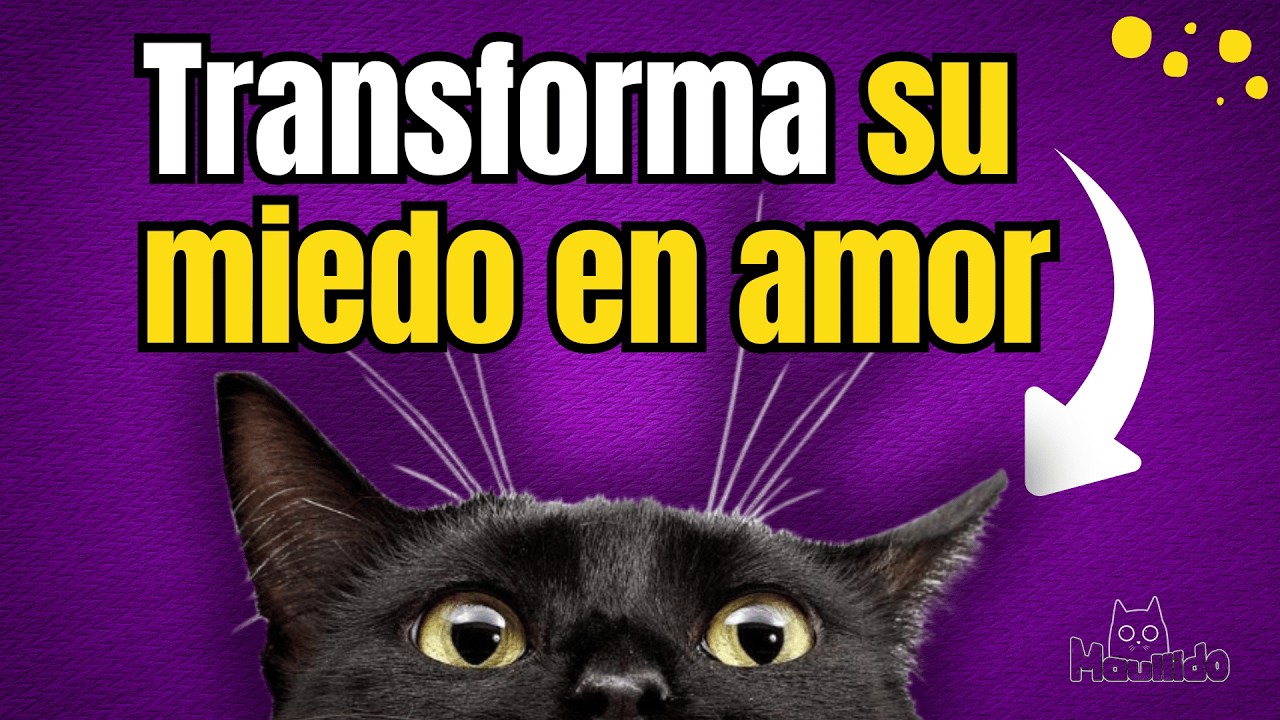Cómo Ganar la Confianza de un Gato Rescatado: Consejos que Funcionan