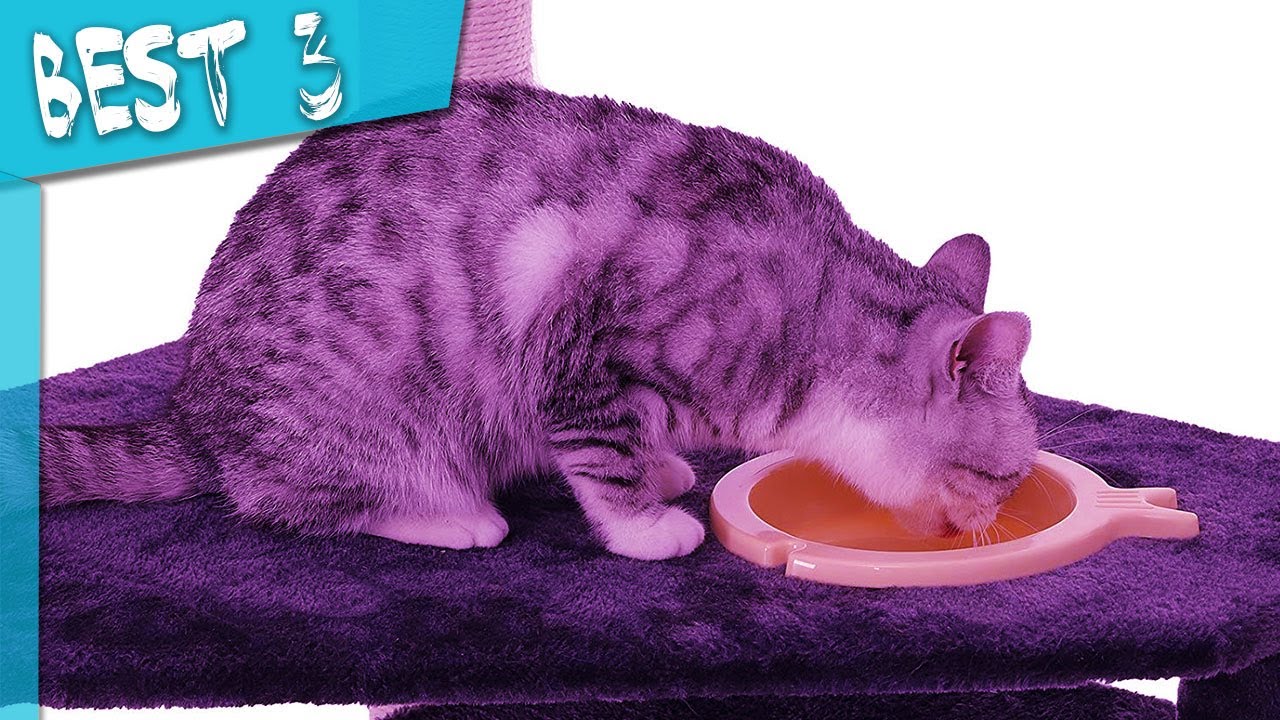 Top 3 Best Cat Trees Reviews 2023