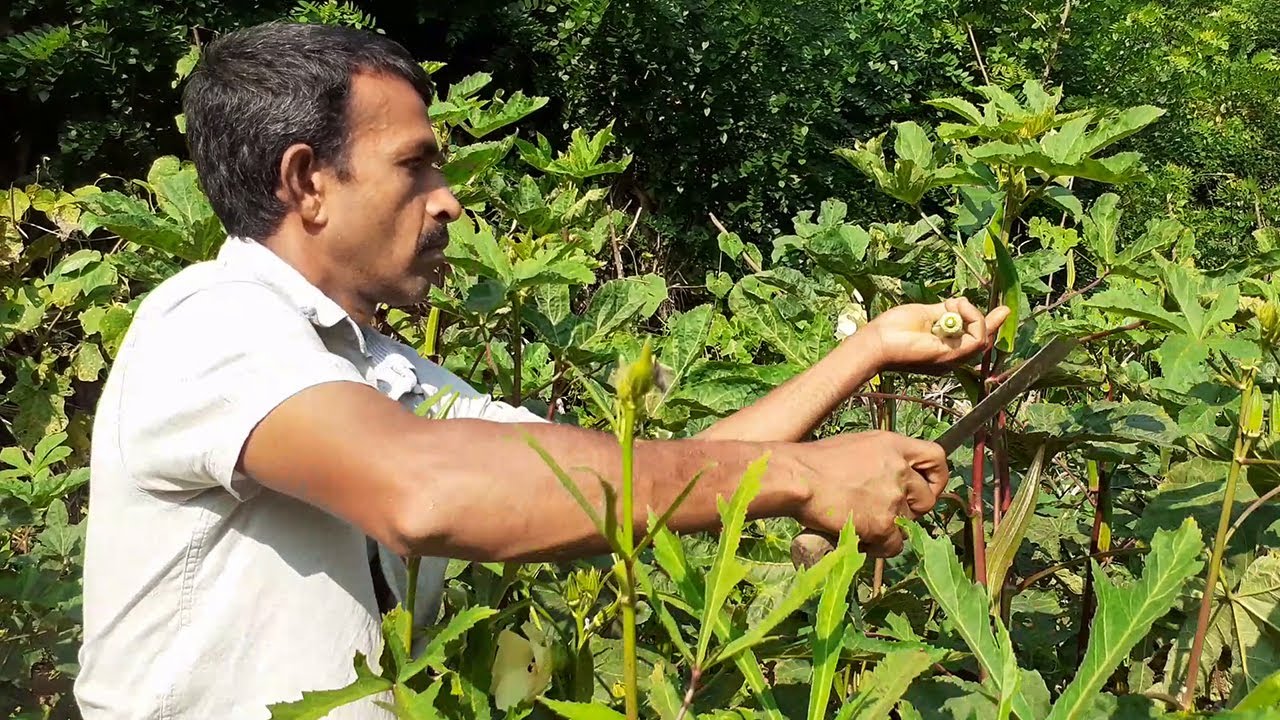Amazing village vegetables harvesting | Village garden vegetables harvest Compilation