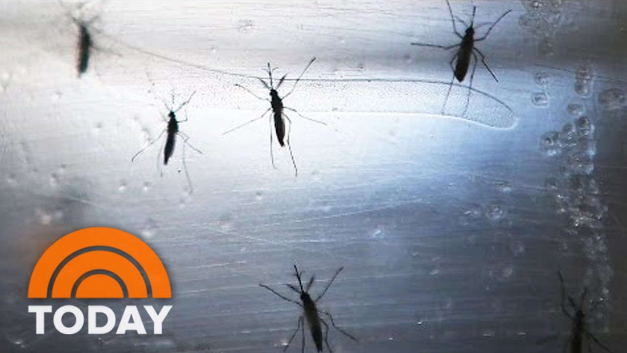 Zika In Miami: New Cases Prompt CDC To Issue Historic Travel Warning | TODAY