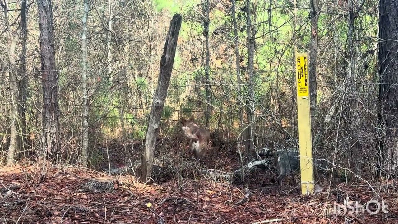 Cattle Dog Life | Cody & Benzi | Enjoying the Weather | Exploring the Wood