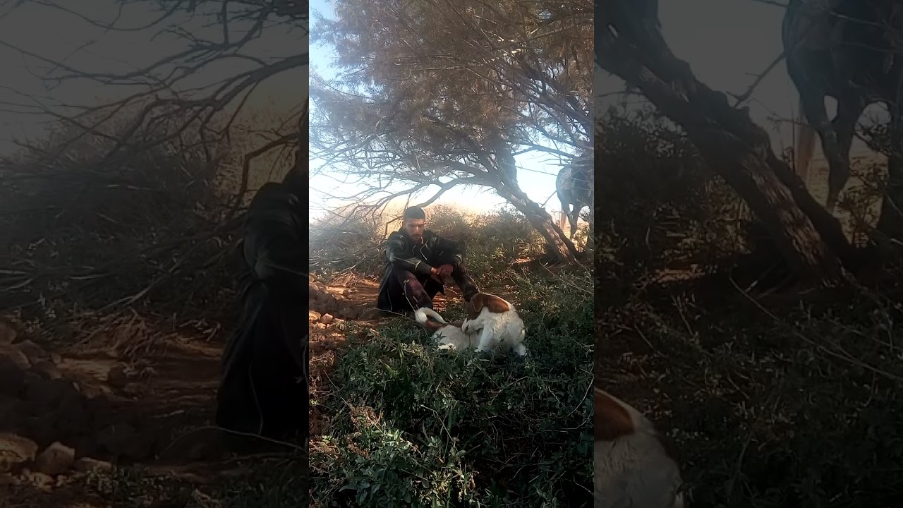 شيخ يقطف نبتة الڨطف