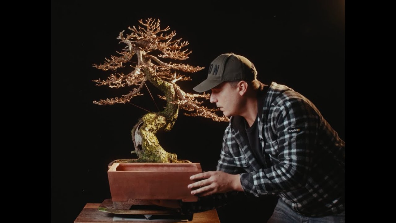 TRAILER VERSION : Refining a Larix yamadori Bonsai : Exploring the techniques | The Bonsai Academy