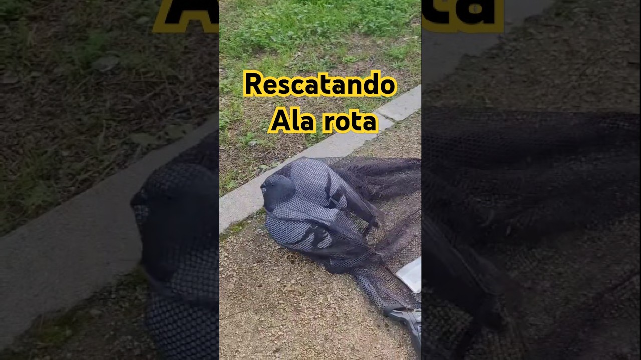 Ala rota, un cl&aacute;sico del rescatista #palomero