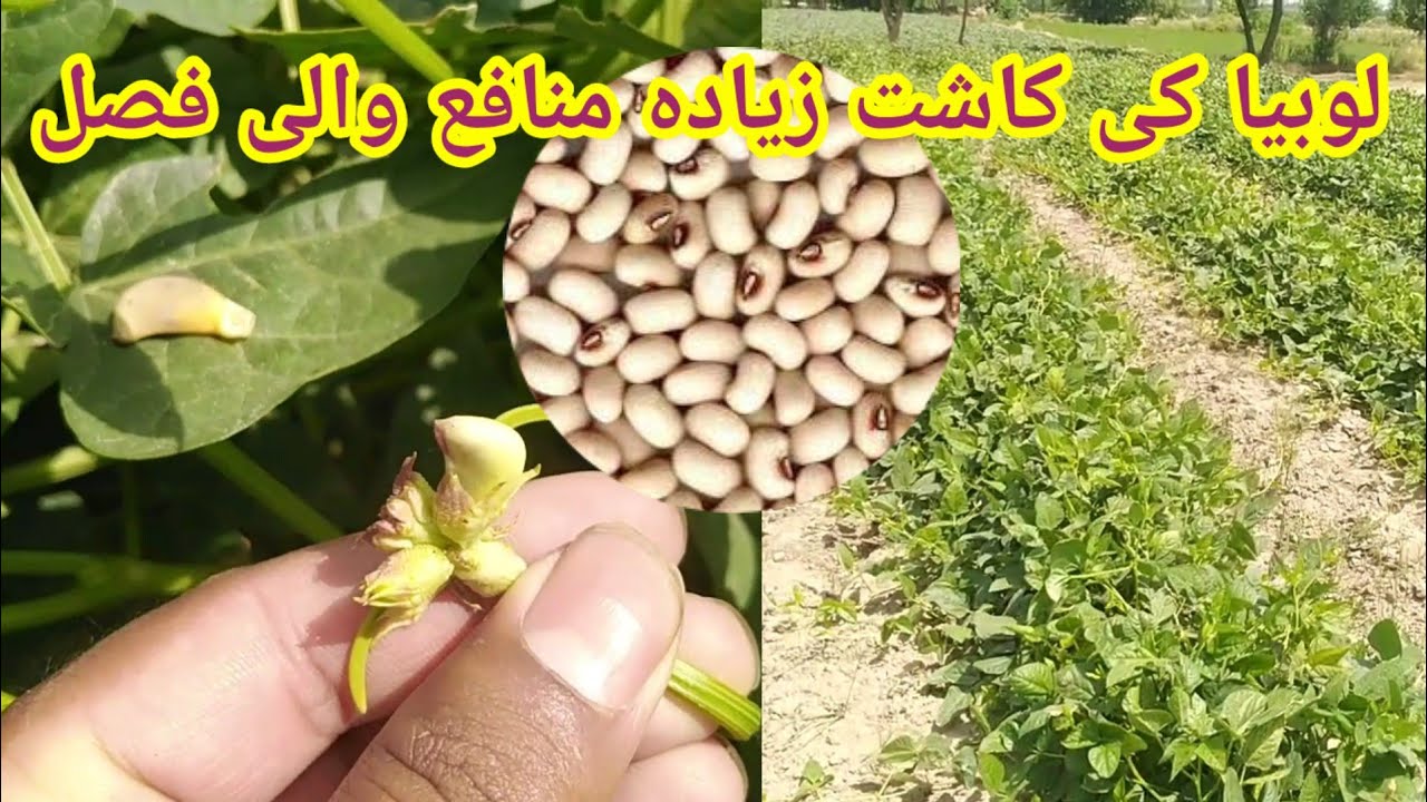 How to grow Lobia 2024 | french Beans in pakistan | Lobia vegetable Agricultural in pakistan | Rawan