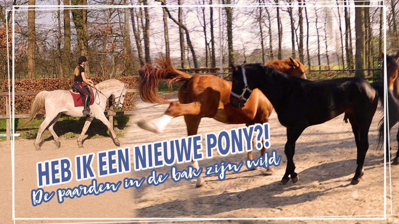 CALIJN heeft een NIEUWE PONY! + Wilde hengst ! || Paardzoektbaas