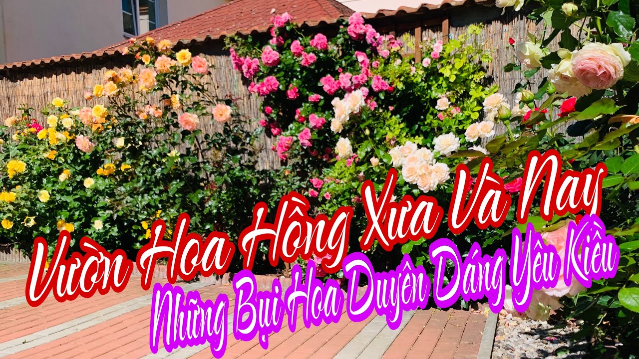 C446 VƯỜN HOA HỒNG XƯA VÀ NAY | NHỮNG BỤI HOA LỘNG LẪY DUYÊN DÁNG YÊU KIỀU🤗Vườn Hùng Anh Cz.