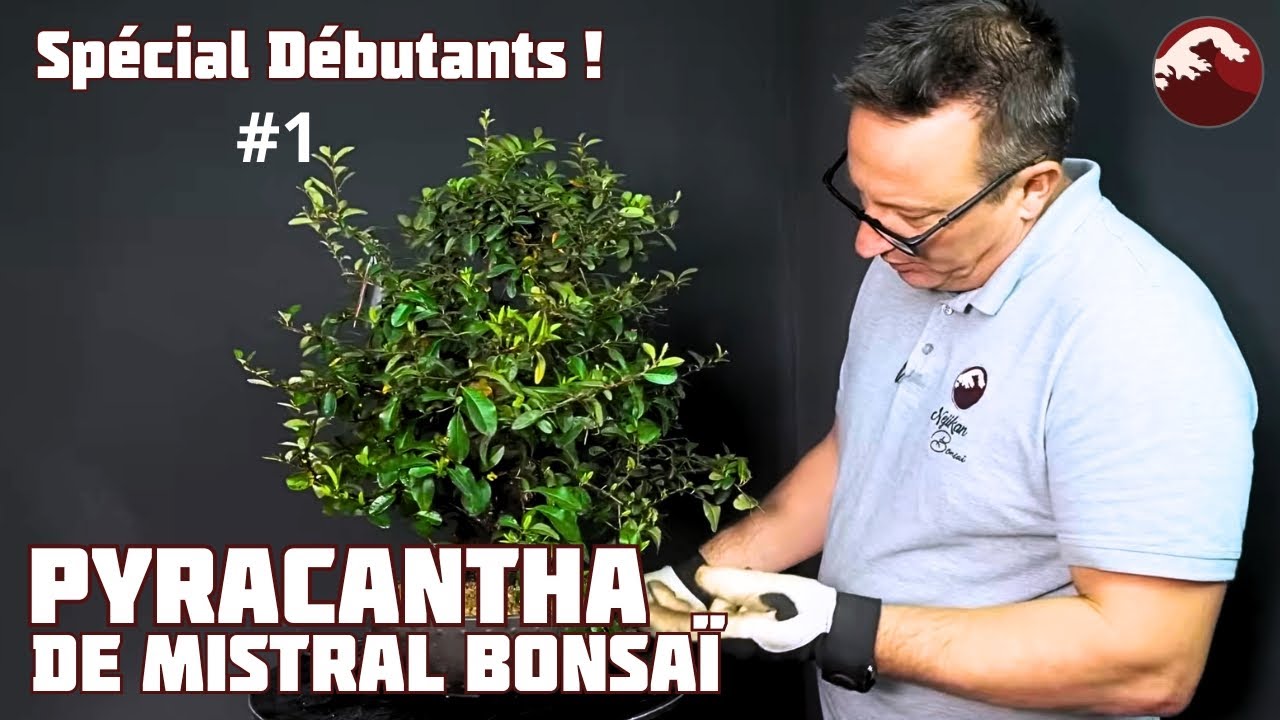 Pyracantha Bonsaï un arbre de la Pépinière Mistral Bonsai. Épisode 1 🌱 NEJIKAN BONSAI 🌱
