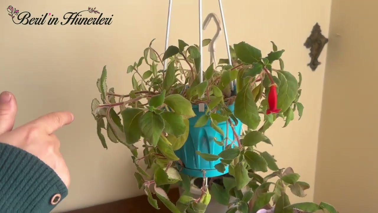 Kohleria Bakımı, Kohleria Nasıl Bol Bol Çiçek Açar, Kohleria Çoğaltma, Japon Küpelisi Bakımı