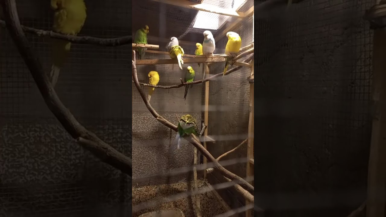 A few days ago their baby died! watching for budgies- what are they doing?