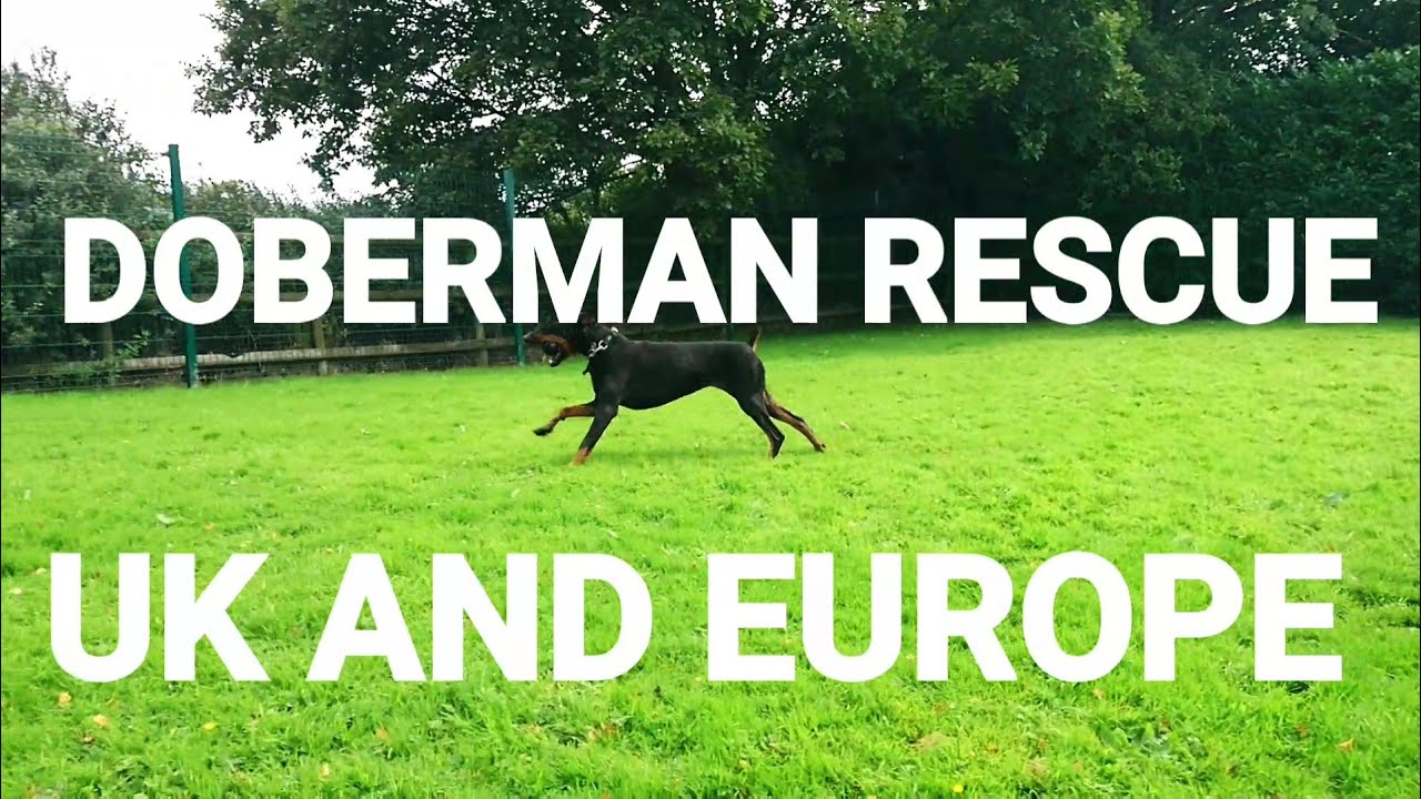 Doberman Rescue UK & Europe