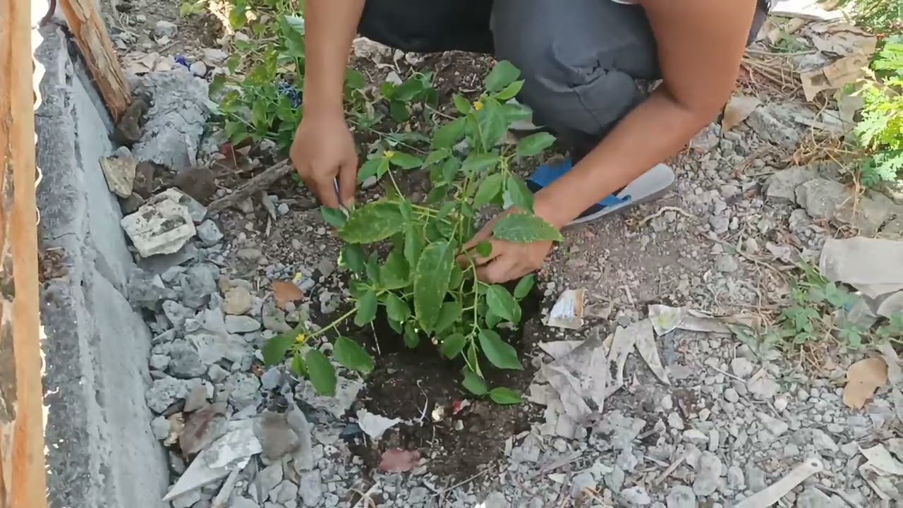 Farming saluyot