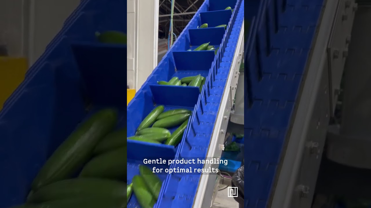 🥒 Pesadora Multicintas para Pepino Midi | Multibelt Weigher for Midi Cucumber