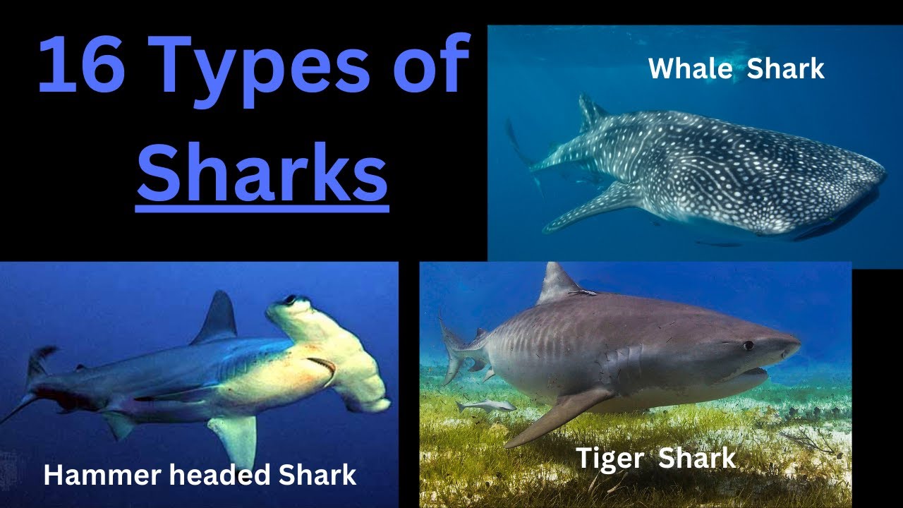 16 Types Of Sharks | Chondrichthyes (Cartilage Fishes)