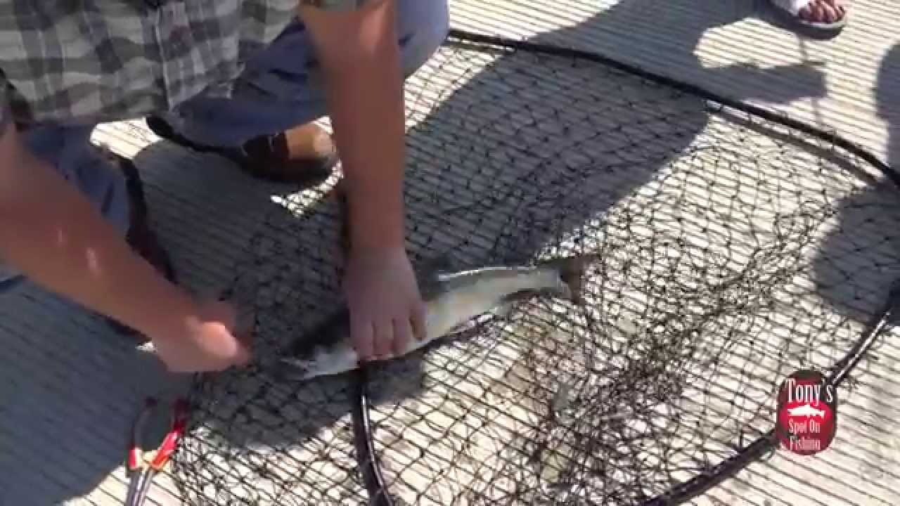 King Salmon Fishing at Lake Michigan in Chicago