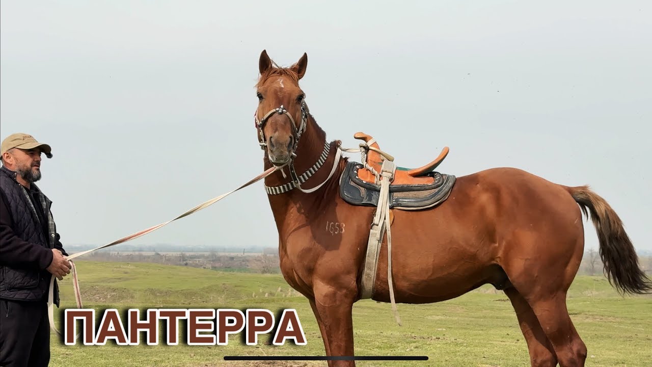 OTNI KO’RING MASHALLO. Oqqo’rg’onning kuchli uloqchi oti sotuvda