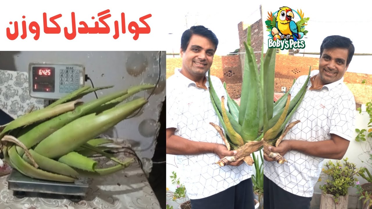 Aloe vera Ka wazan ketna Hy  || sham or suba ki masrufyat