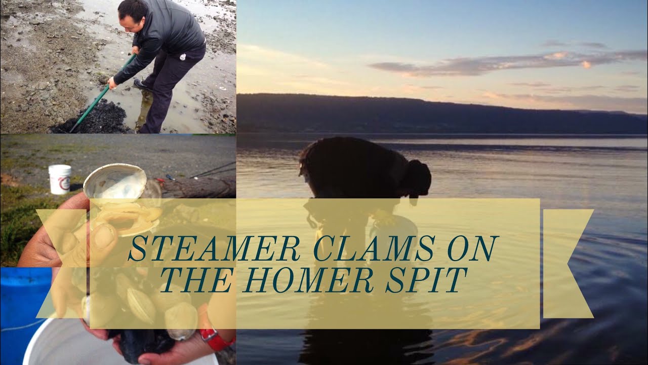 Steamer Clam Digging Alaska: Butters and Softshells in Kachemak Bay, Homer.