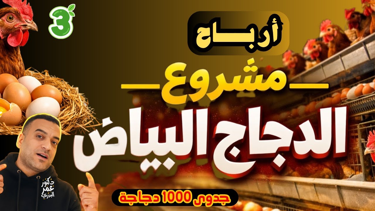 الأرباح والمصاريف النهائية لمشروع تربية 1000 دجاجة بياضة👌