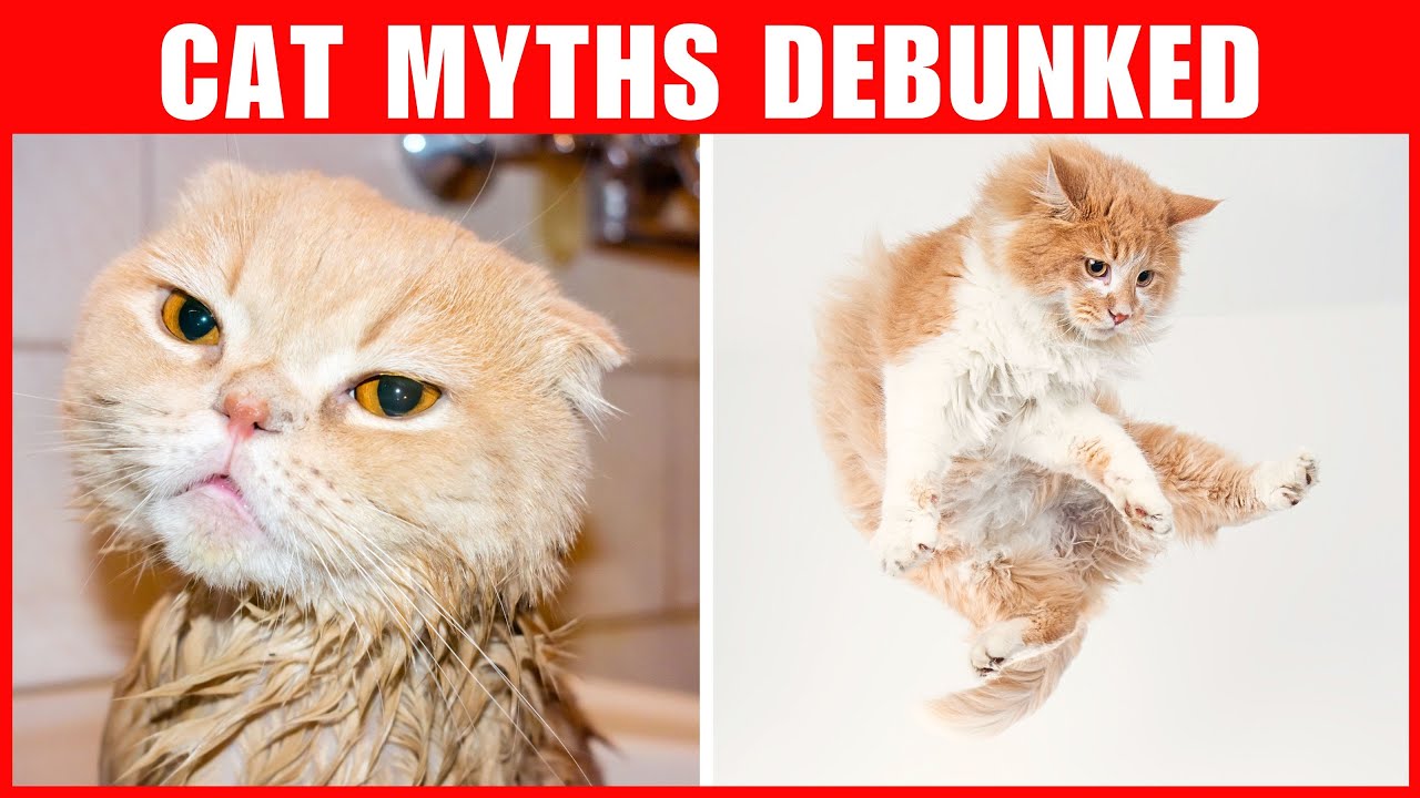 Common Cat Myths Debunked