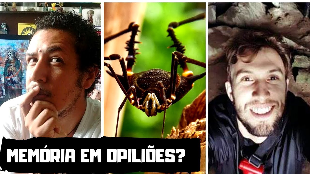 Aprendizado e memória em aracnídeos | Entrevista com Guilherme Pagoti