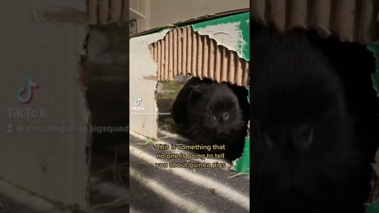 Как сделать морскую свинку счастливой?