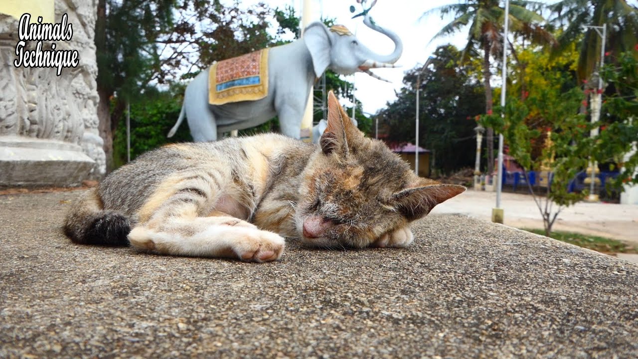 Poor cat is sleeping in very hungry