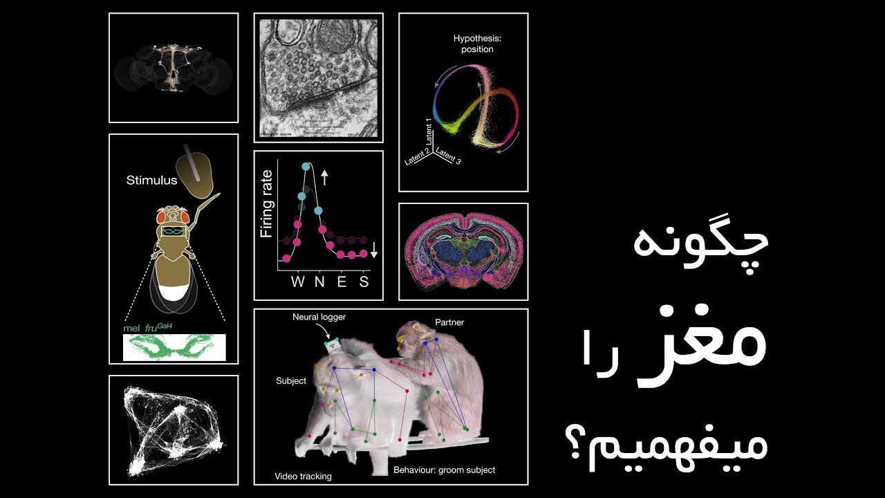 فهمیدن به چه معناست؟ چگونه مغز را میفهمیم؟