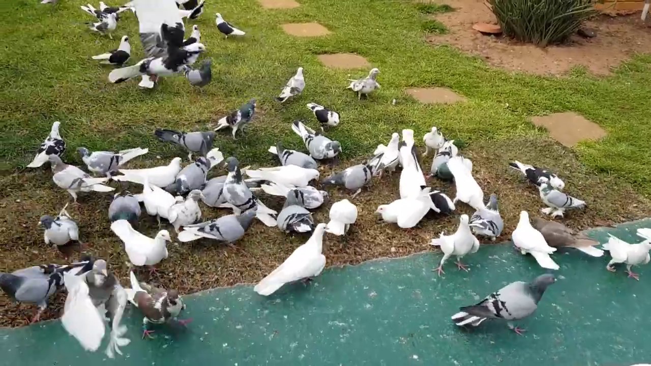 Vouta pigeons Tom