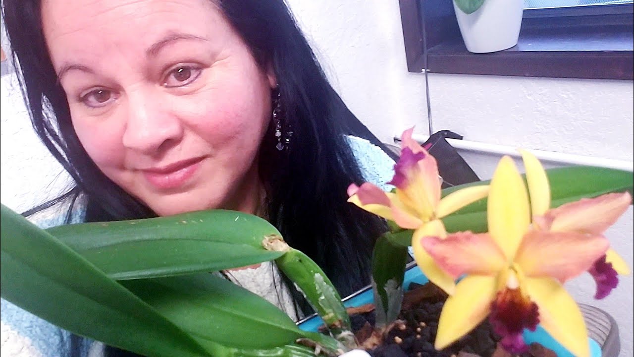 Orquídeas Cattleyas: preparación de sustrato,maceta y trasplante. ║Orquídeas en el mundo