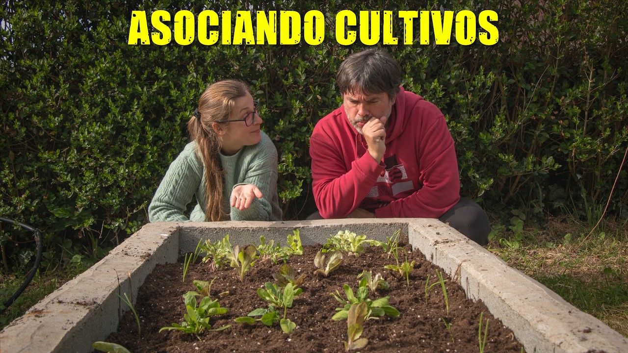 Recuperando los BANCALES del huerto | Asociación de Cultivos