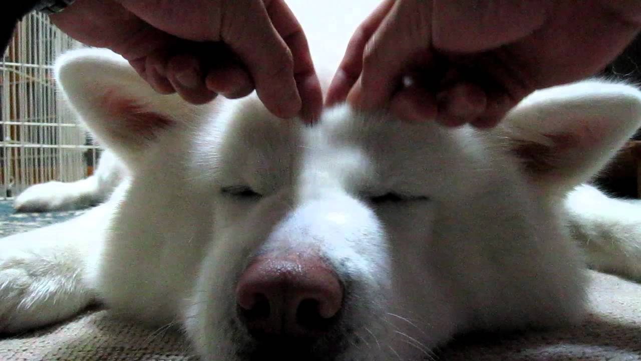 【秋田犬げんき】気持ちが良すぎるおでこマッサージ【akita dog】
