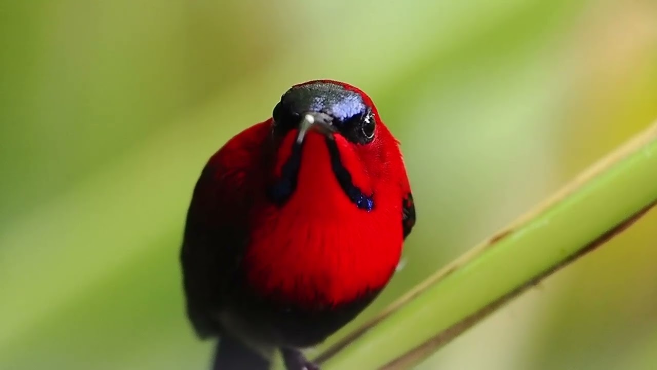 Crimson Sunbird - Orchid Garden