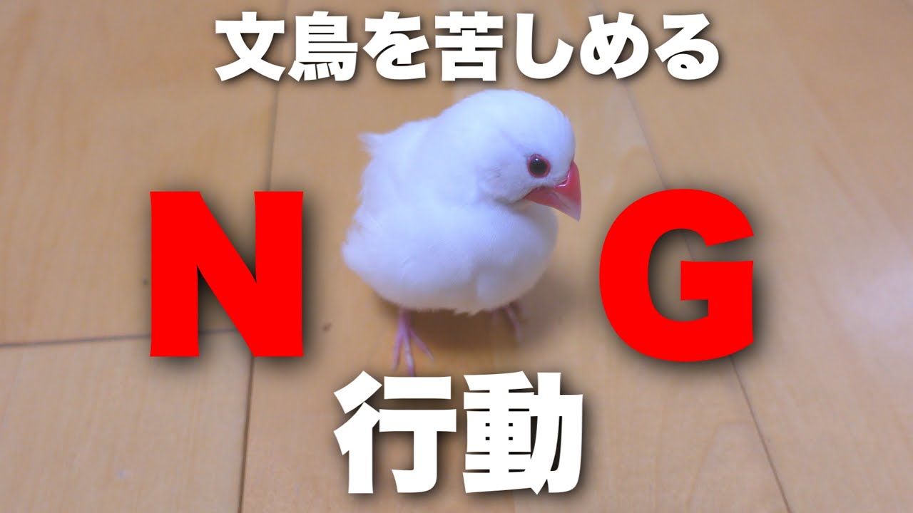 飼い主がしがちな、文鳥を苦しめてしまう行動